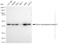KD-Validated Anti-Bone morphogenetic protein 6 Rabbit Monoclonal Antibody